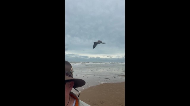 סולה אדומת-רגל - ML648319329