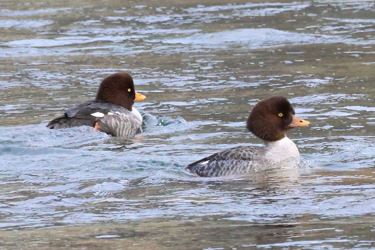 Barrow's Goldeneye - ML648319432
