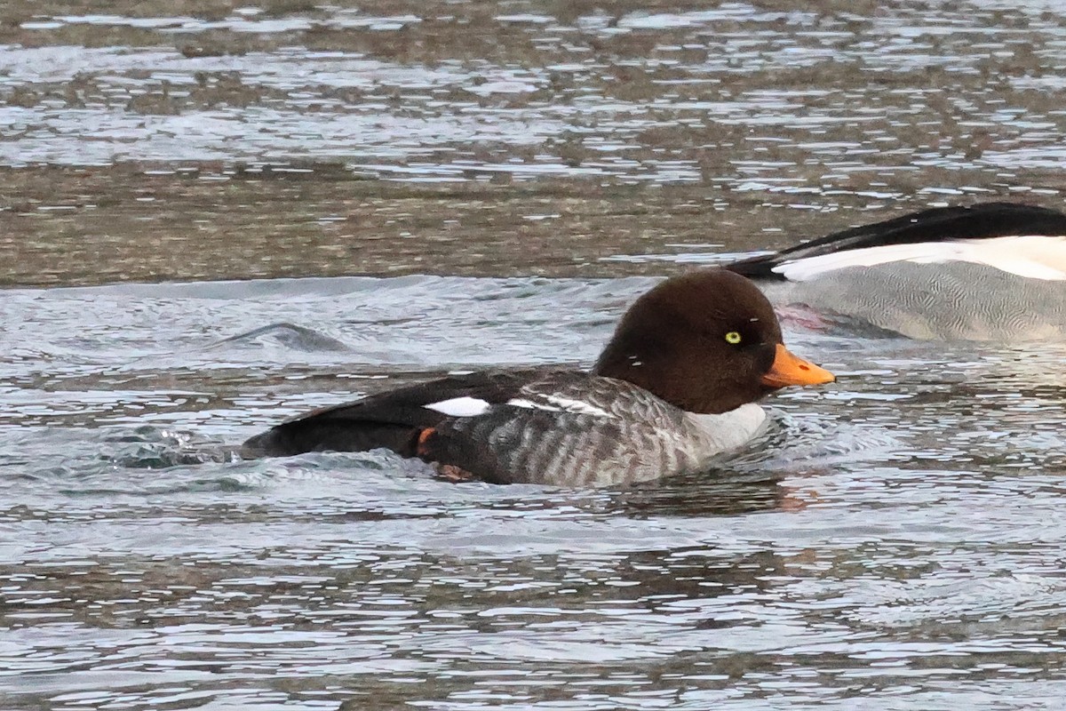 Barrow's Goldeneye - ML648319433