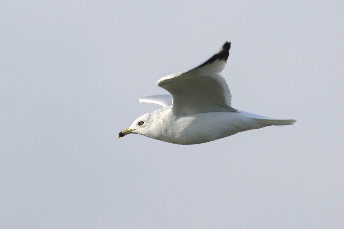 Ring-billed Gull - ML648319693