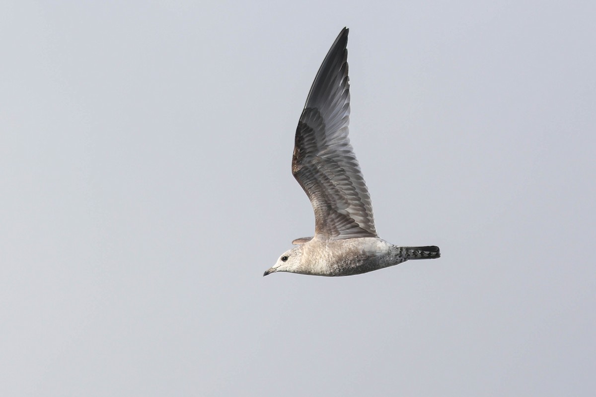 Short-billed Gull - ML648319695