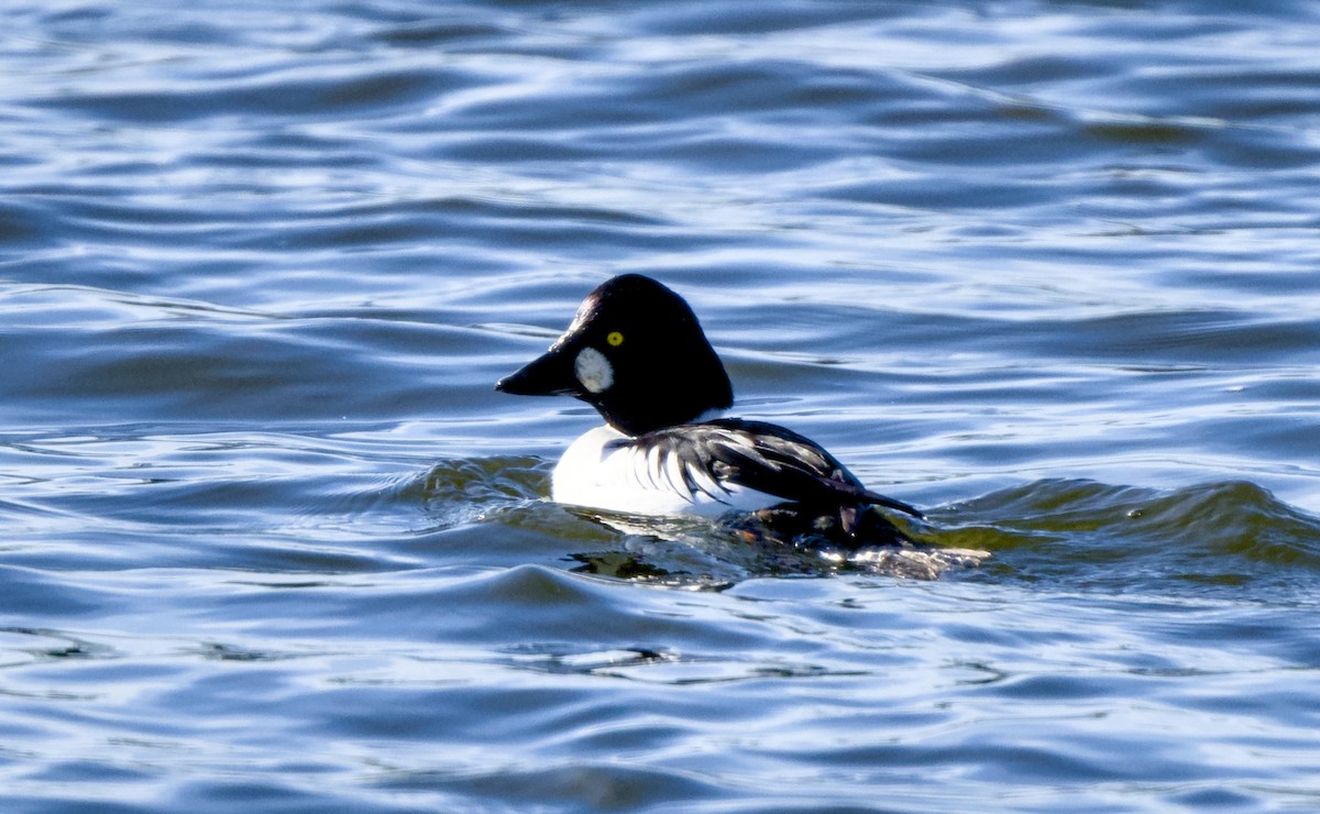 Гоголь зеленоголовий - ML648320012