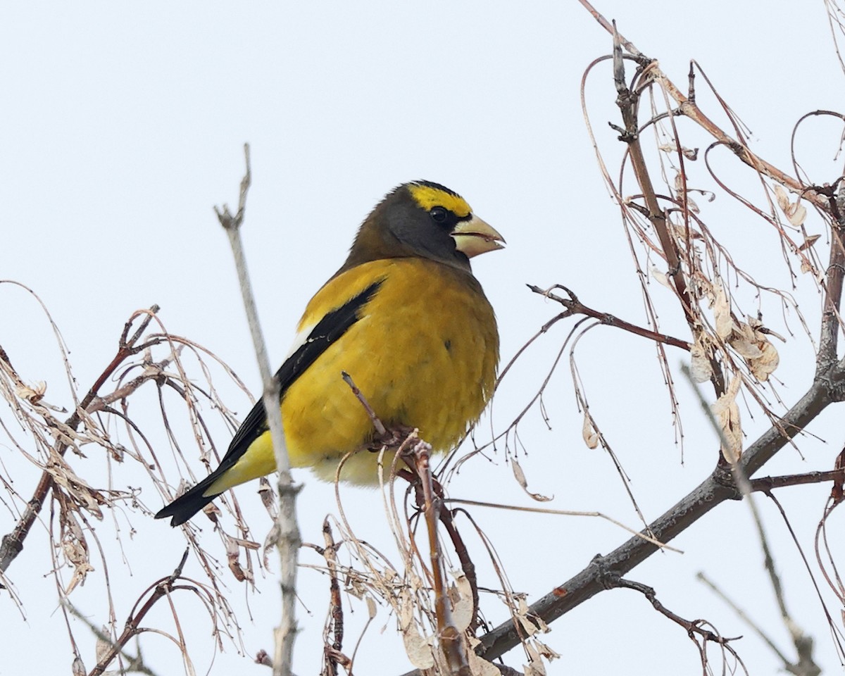 Кіпаль жовтобровий - ML648320422