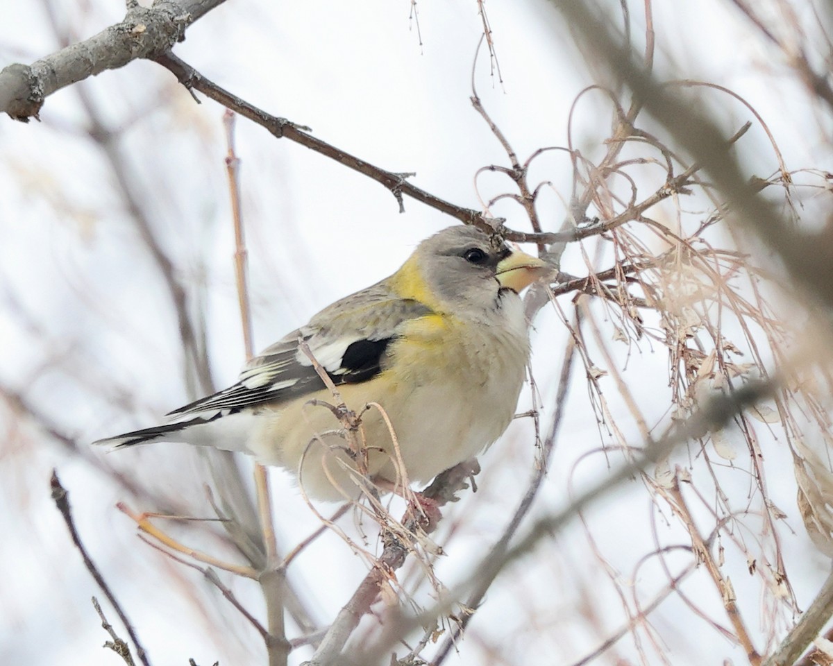 Кіпаль жовтобровий - ML648320424