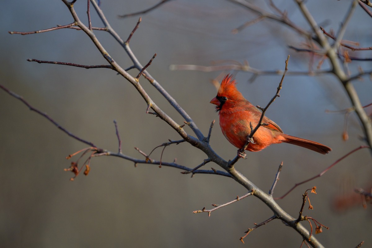 Northern Cardinal - ML648320855