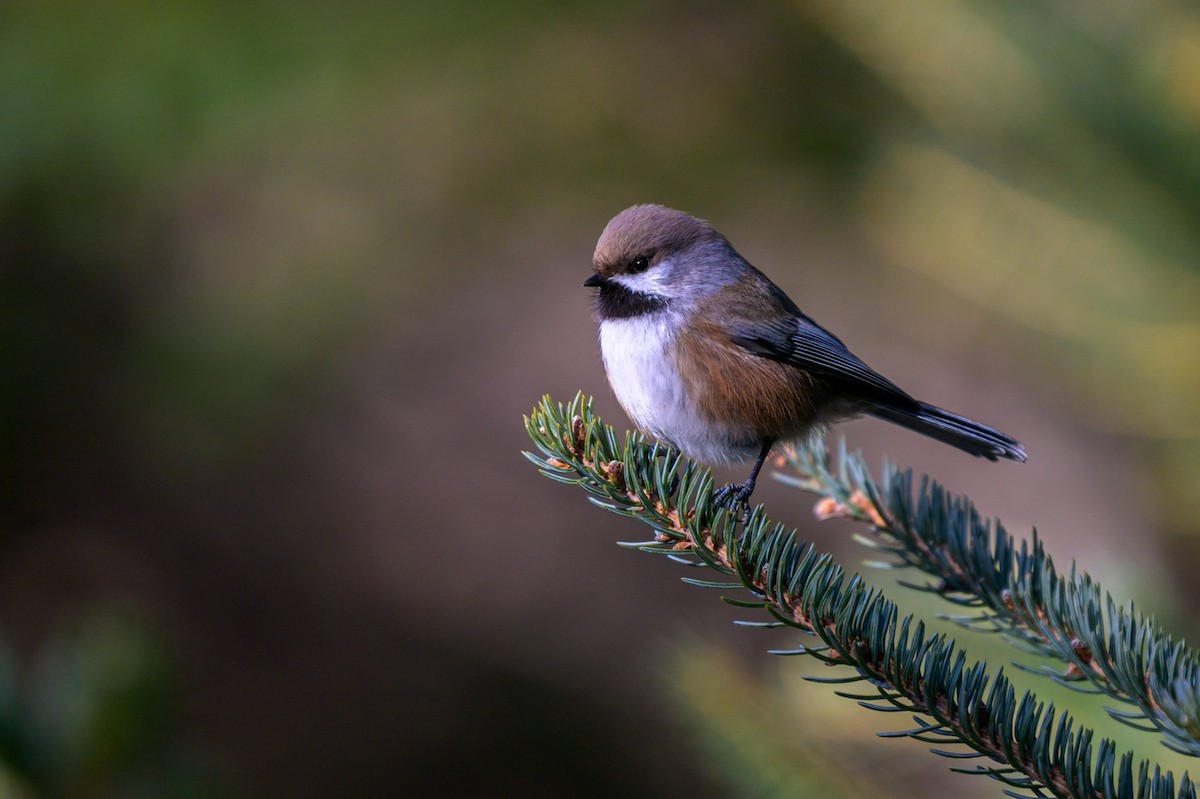 Boreal Chickadee - ML648320960
