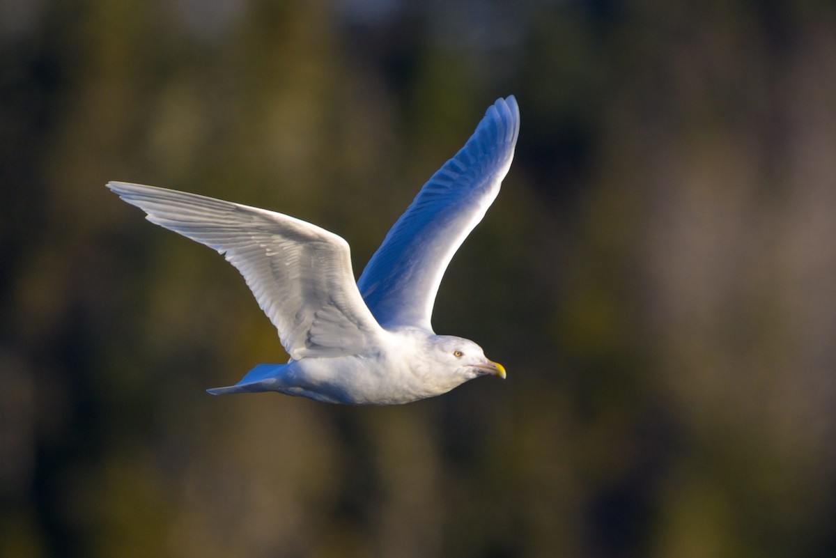 北極鷗 - ML648321021