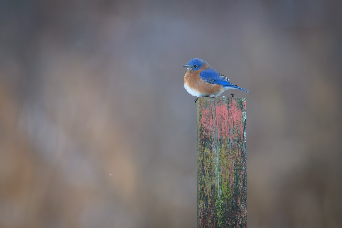 Eastern Bluebird - ML648321092