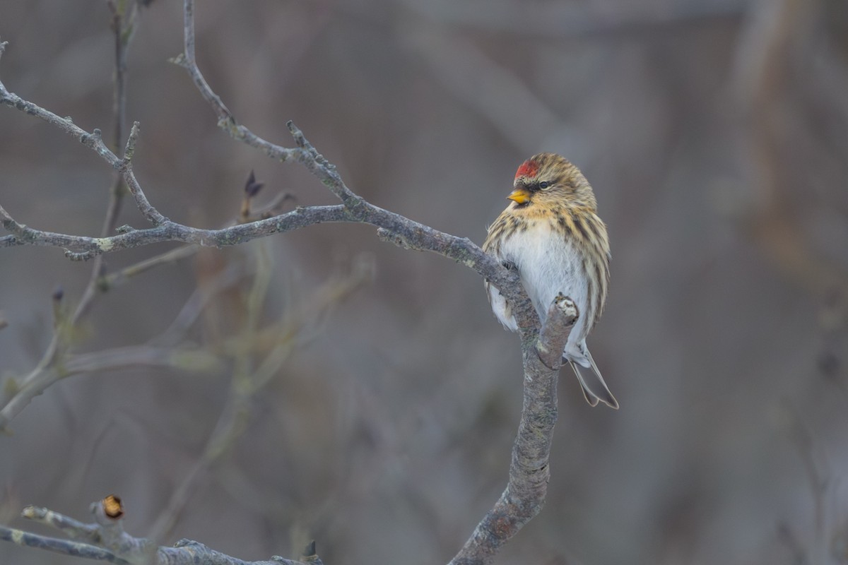 普通朱頂雀(flammea/rostrata/islandica) - ML648321125