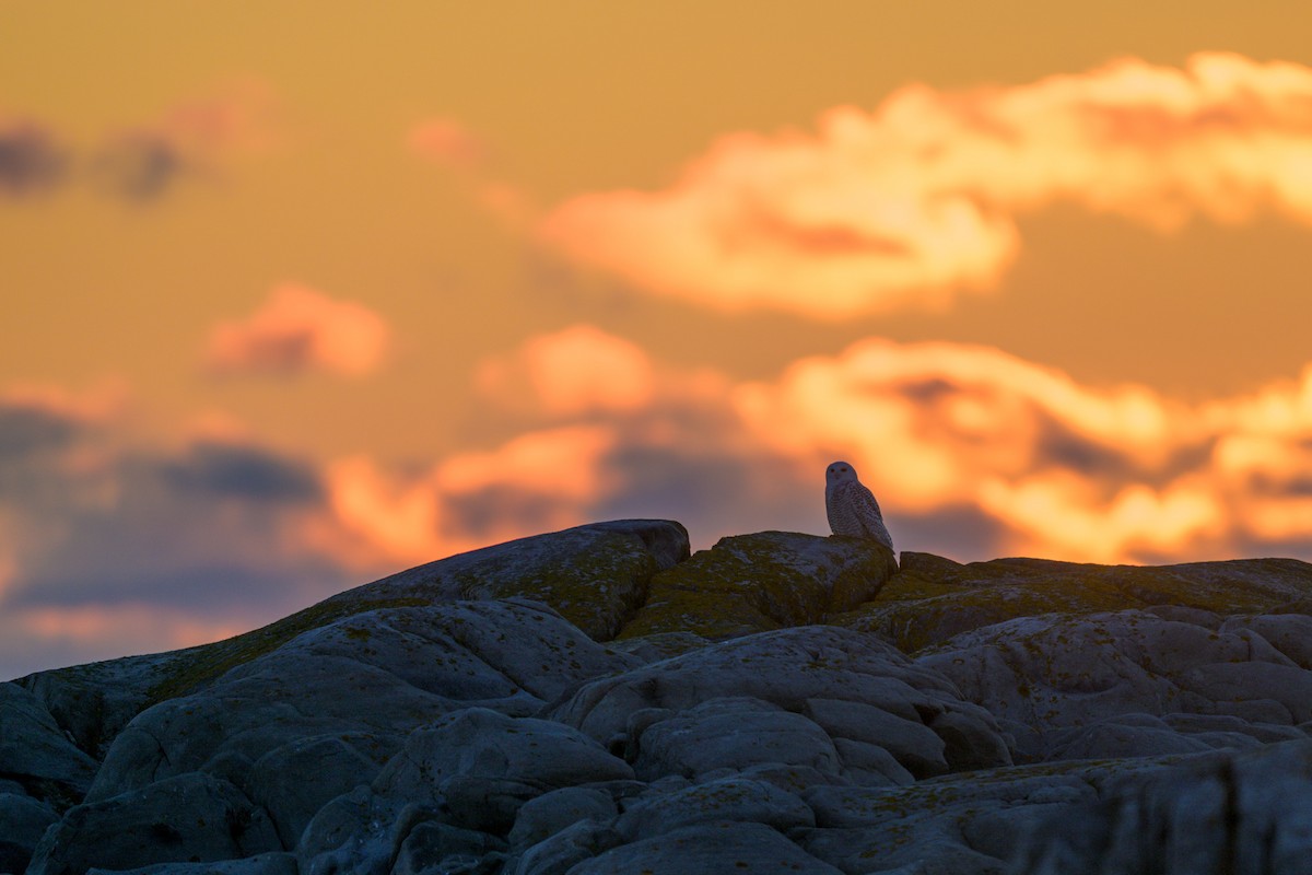 Snowy Owl - ML648321216