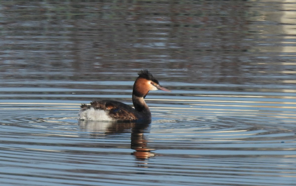 Grèbe huppé - ML648321876