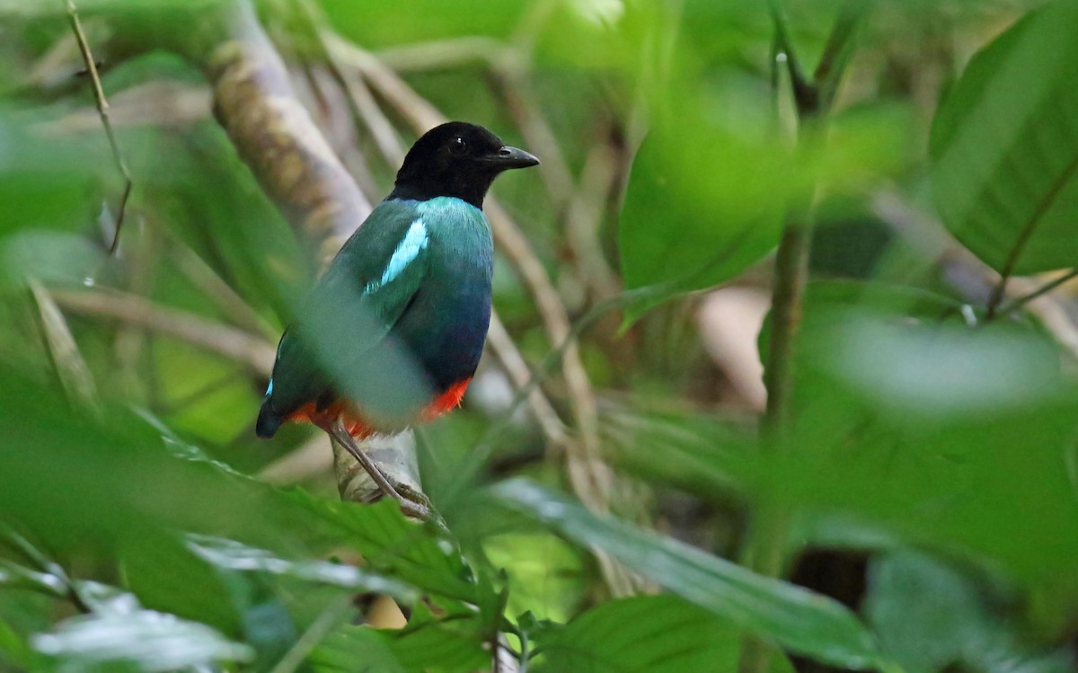 Brève de Nouvelle-Guinée (mefoorana) - ML648321941