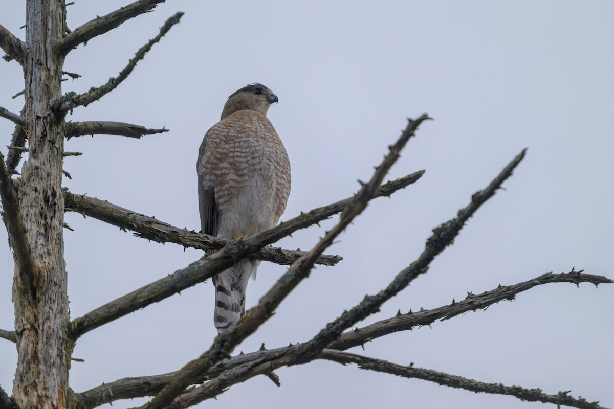 Cooper's Hawk - ML648321991