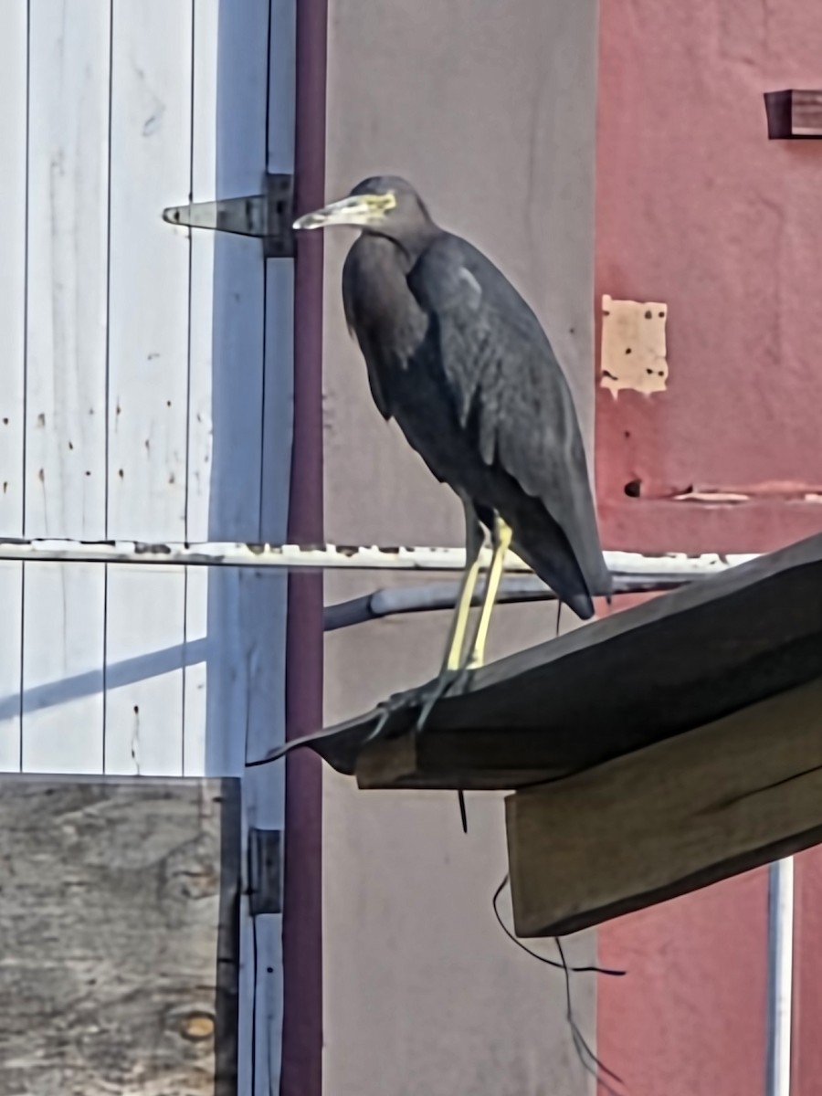 Little Blue Heron - ML648322037