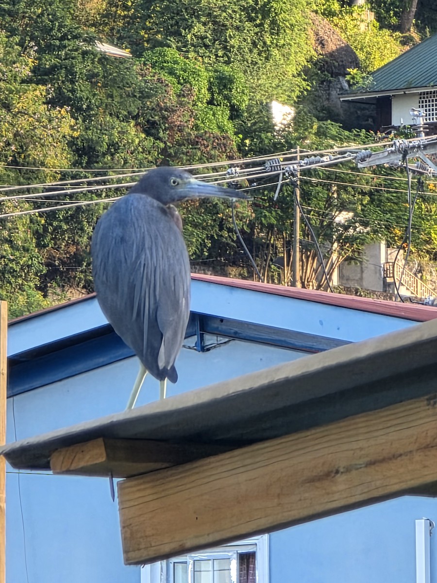Little Blue Heron - ML648322038