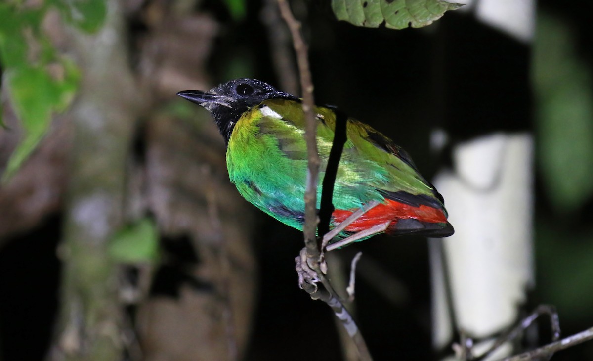 Brève de Nouvelle-Guinée - ML648322099