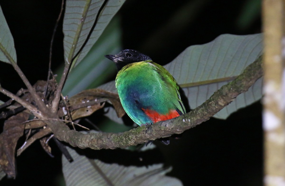 Brève de Nouvelle-Guinée - ML648322100