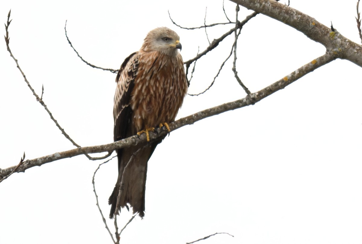 Red Kite - ML648322271