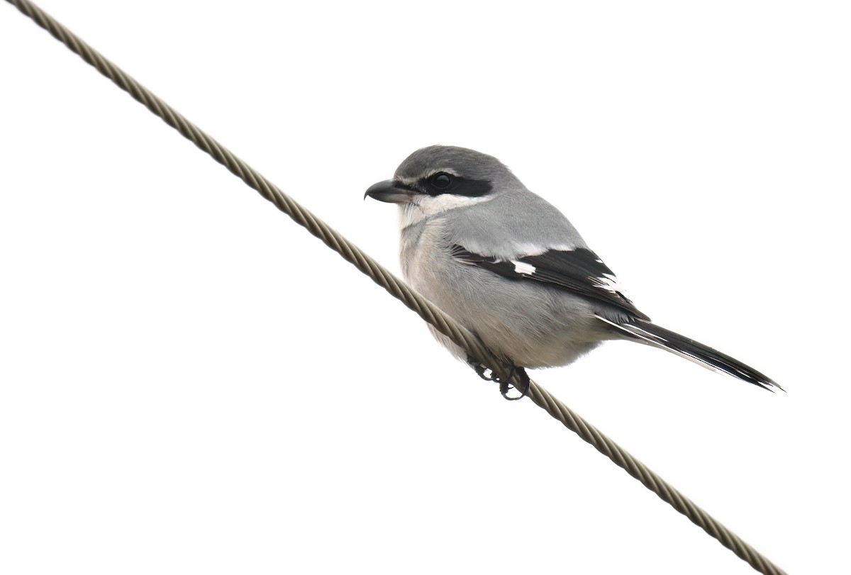Iberian Gray Shrike - ML648322276
