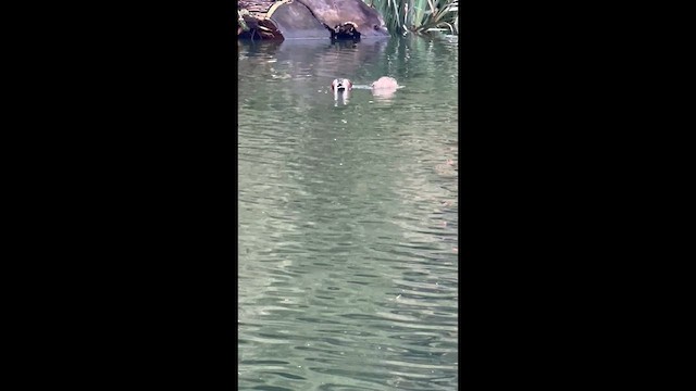 skjeand - ML648322469