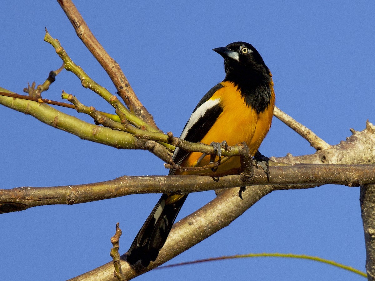 ムクドリモドキ - ML648322886