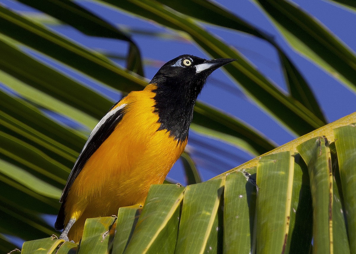 ムクドリモドキ - ML648322887