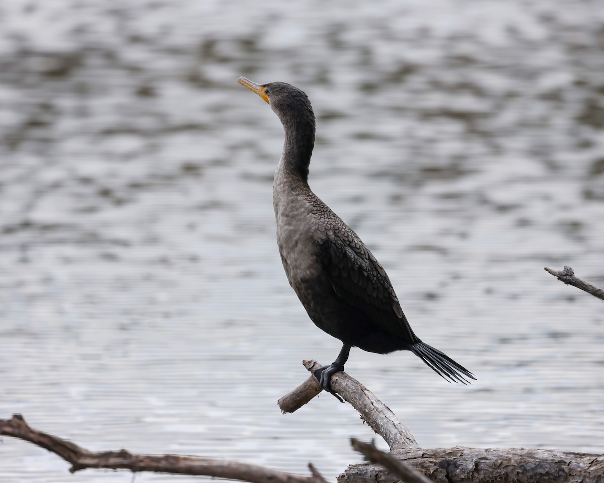 Ohrenscharbe - ML648323745