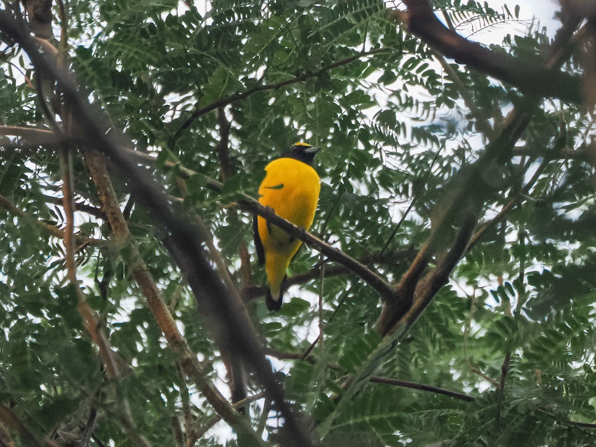 Buschorganist - ML648323797