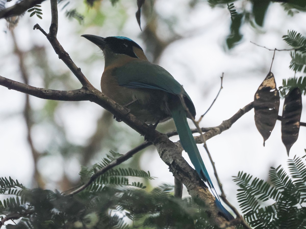 Diademmotmot - ML648323829