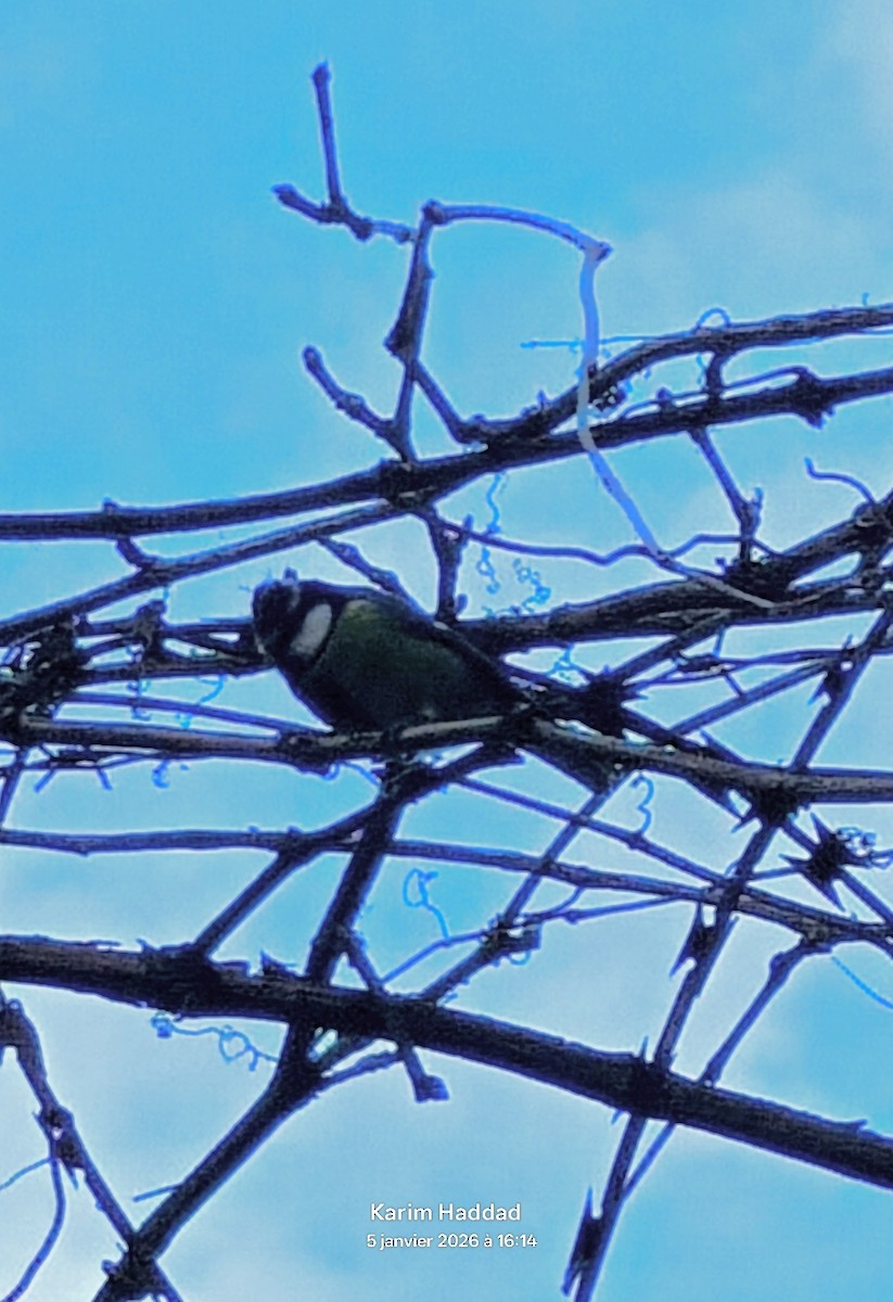 African Blue Tit - ML648323832