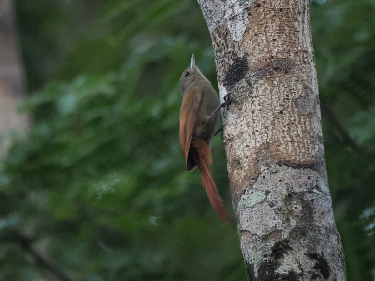 Dünnschnabel-Baumsteiger - ML648323833