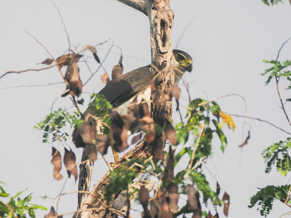 Kappenwaldfalke - ML648323836