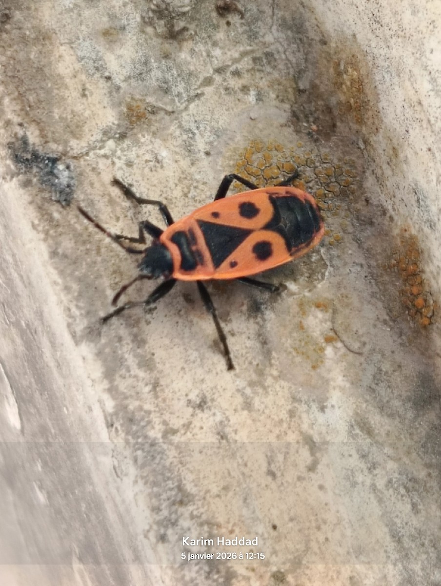 Firebug - ML648323837