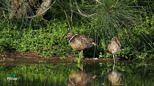 Australian Painted-Snipe - ML648323884