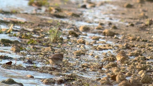 Water Pipit - ML648323913