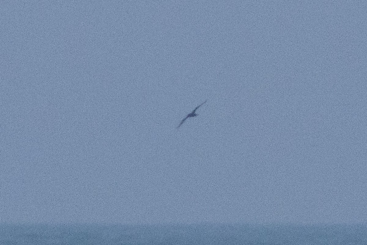 Sooty Shearwater - ML648323925