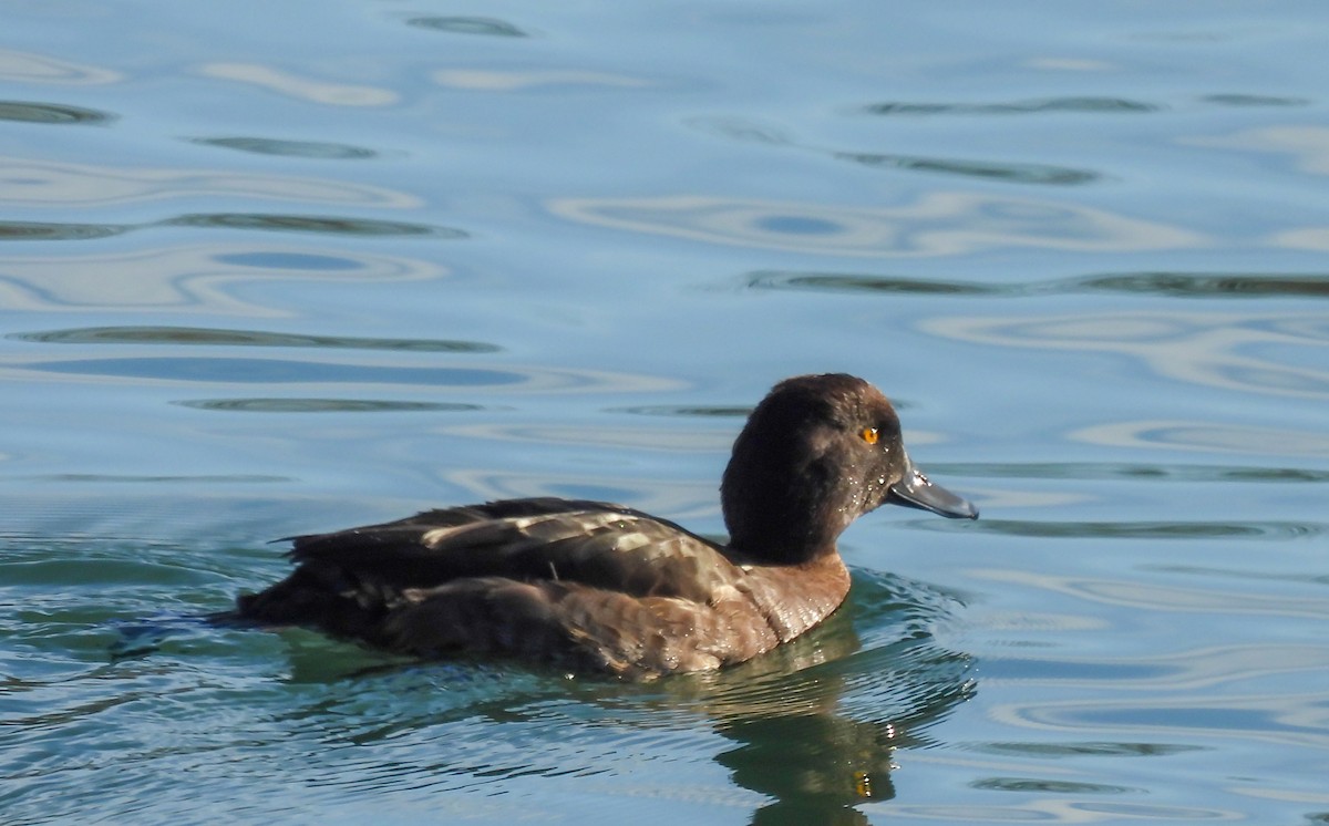 Fuligule morillon - ML648324209