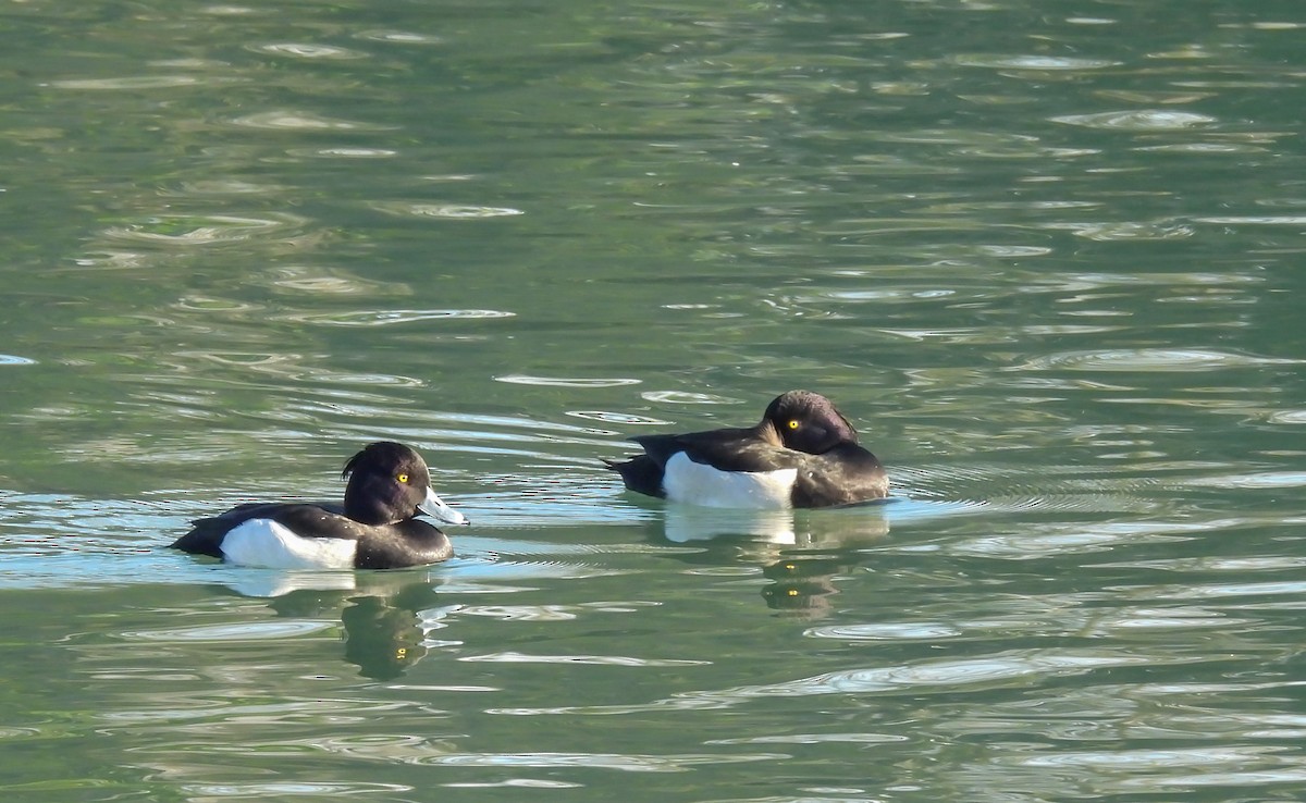 Fuligule morillon - ML648324220