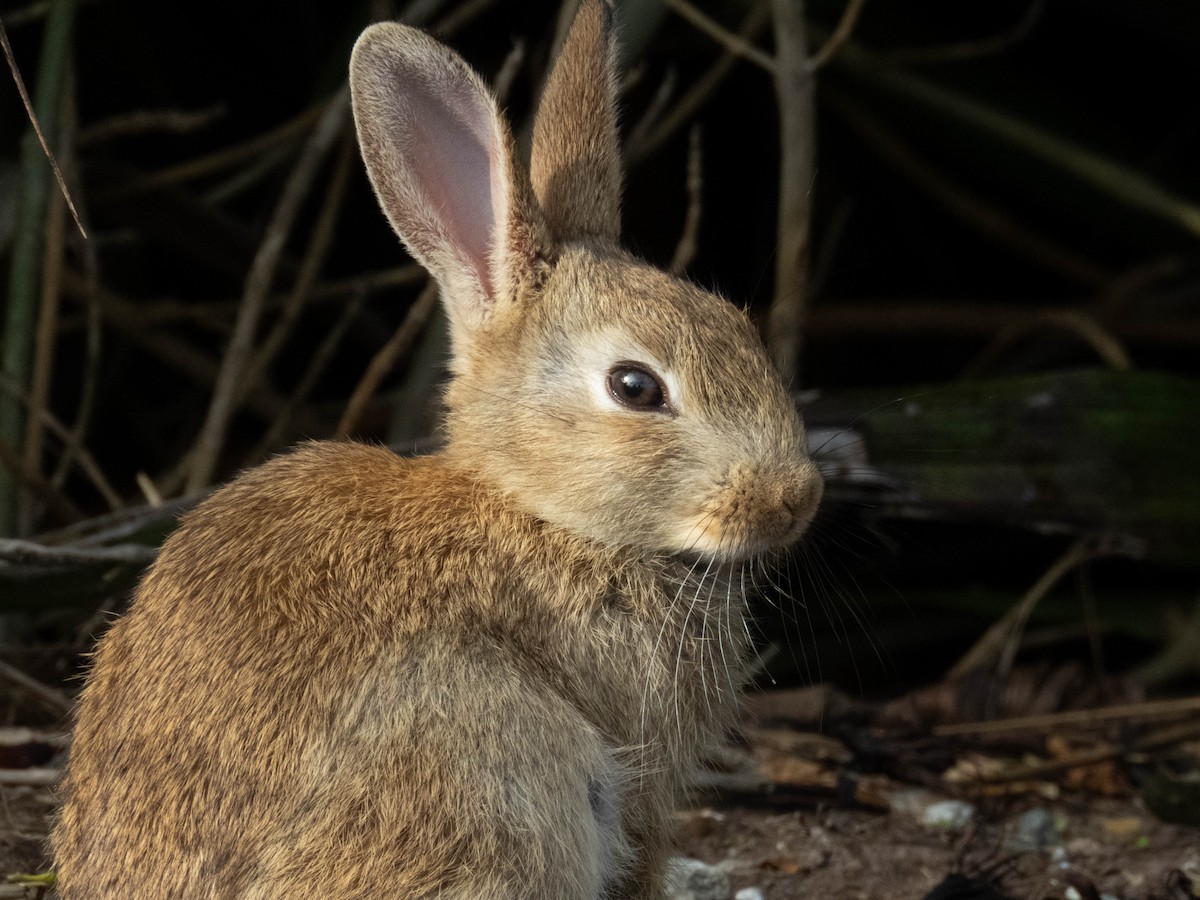 ML648324593 - European Rabbit - Macaulay Library