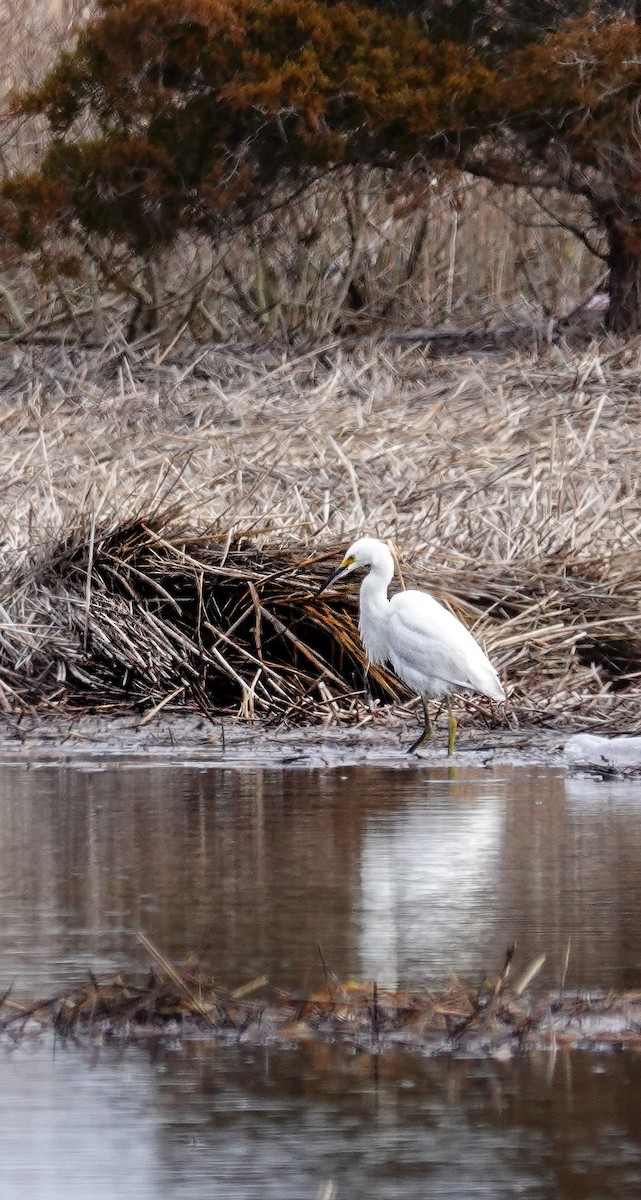 volavka bělostná - ML648324831