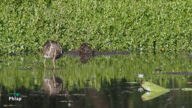 Australian Painted-Snipe - ML648325128