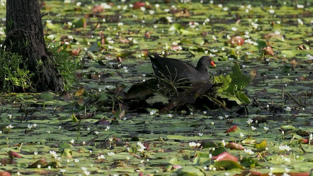 Dusky Moorhen - ML648325141