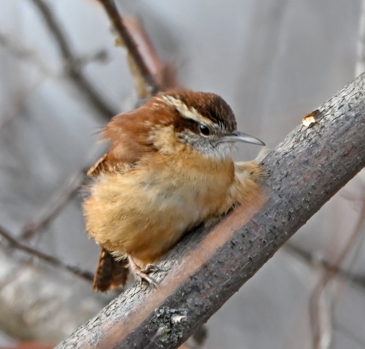Troglodyte de Caroline - ML648326324