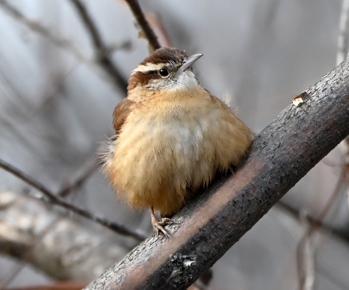 Troglodyte de Caroline - ML648326325