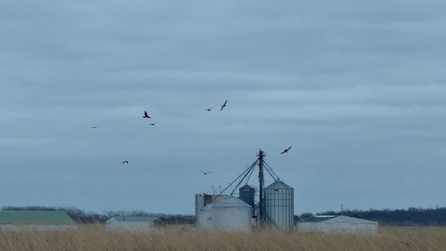 Northern Harrier - ML648326574