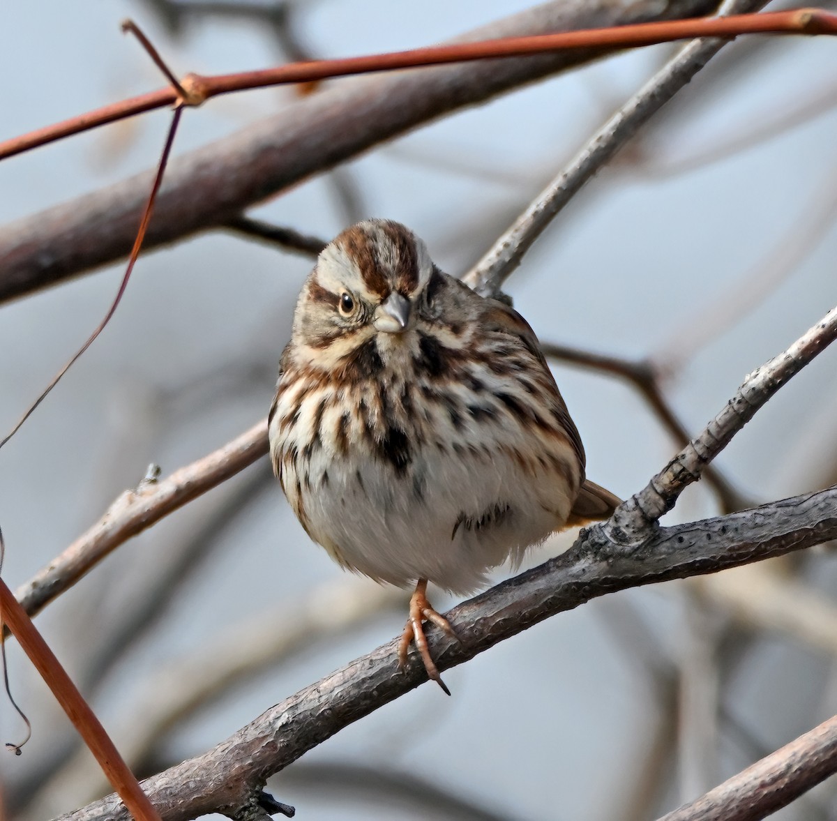 Chingolo Cantor - ML648326662