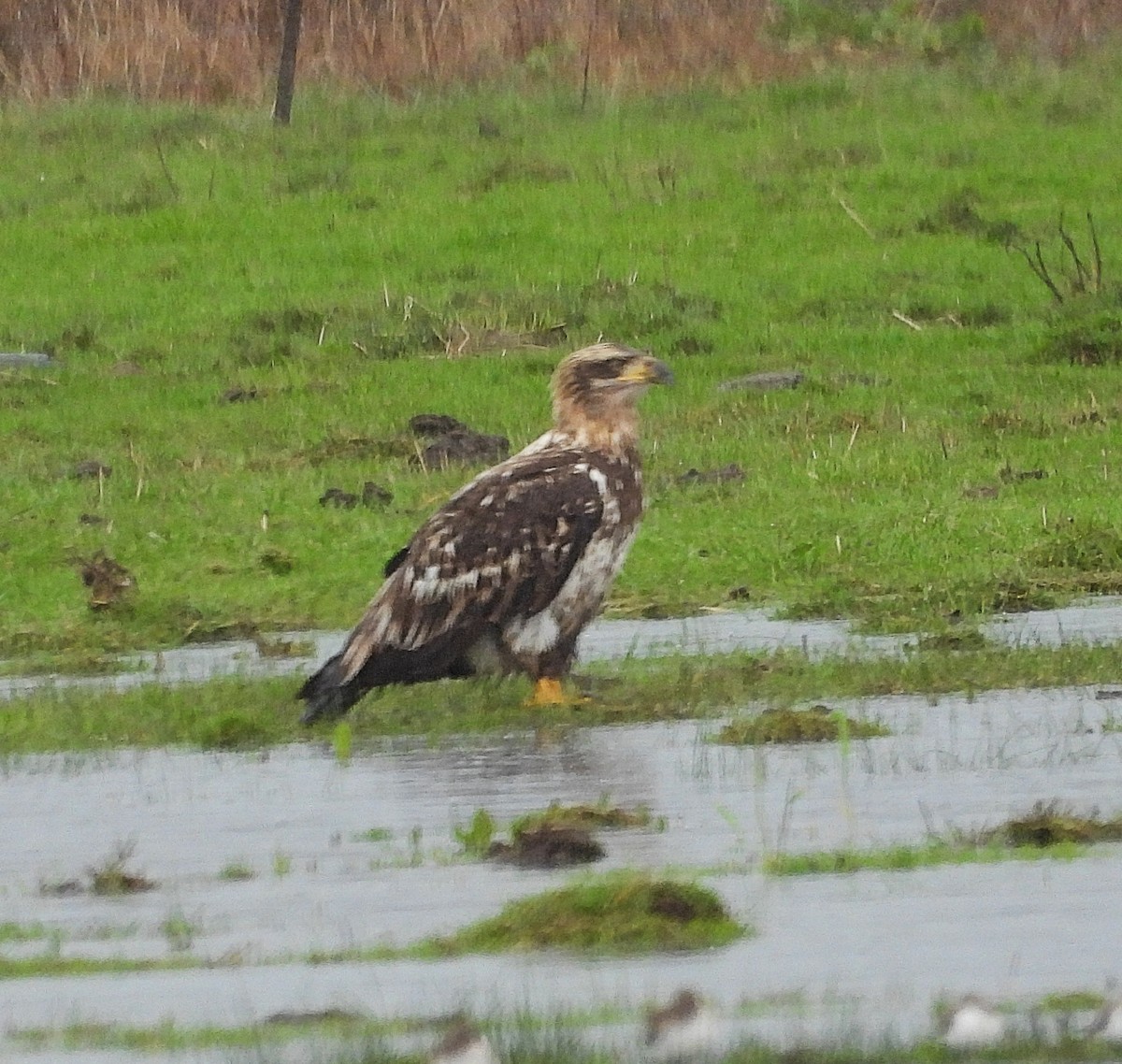 Bald Eagle - ML648326986