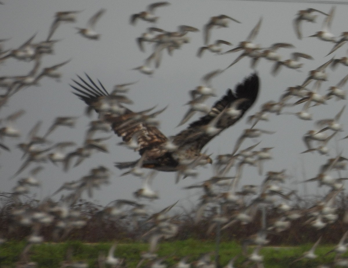 Pygargue à tête blanche - ML648326987