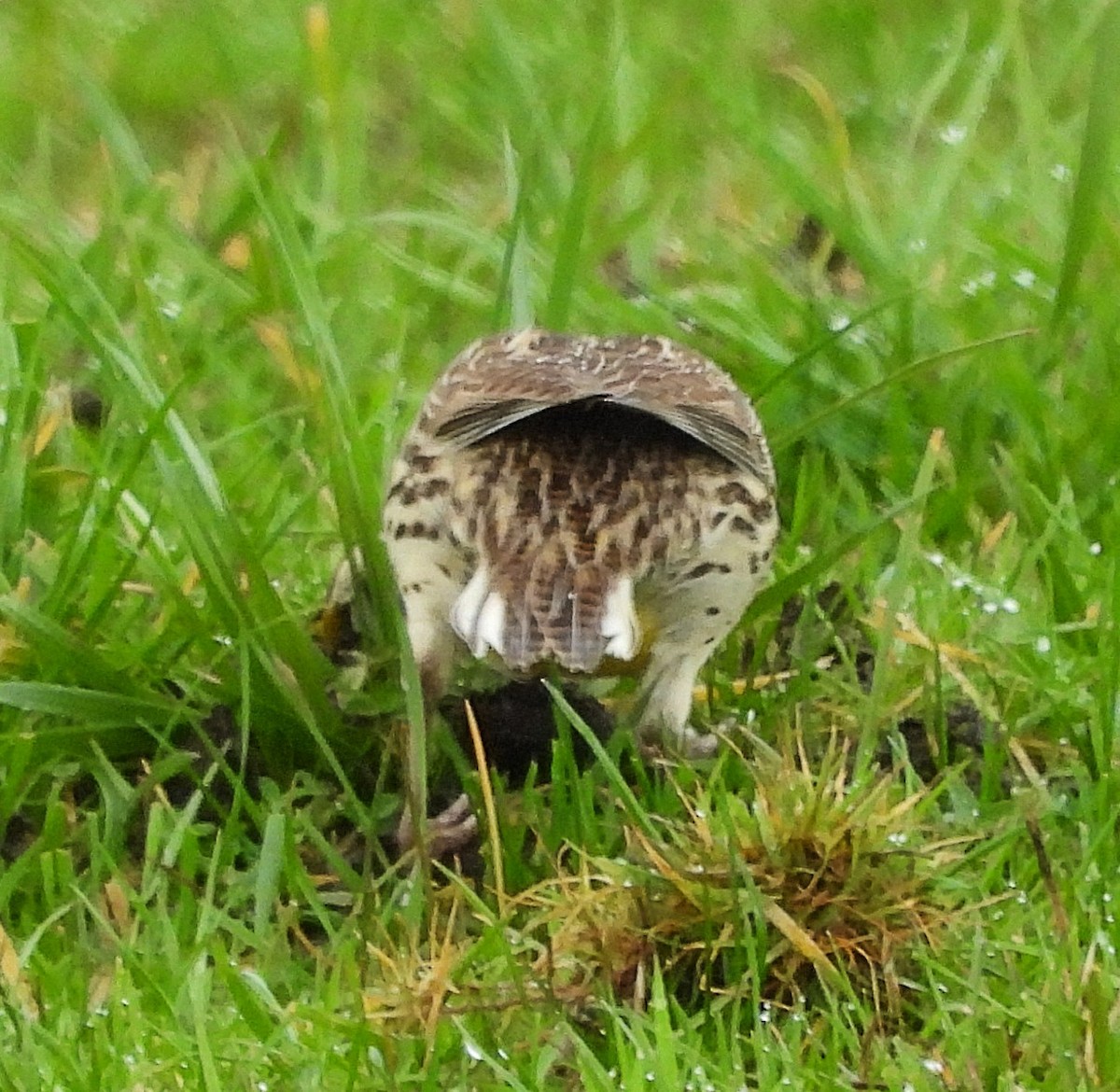 Sturnelle de l'Ouest - ML648327002