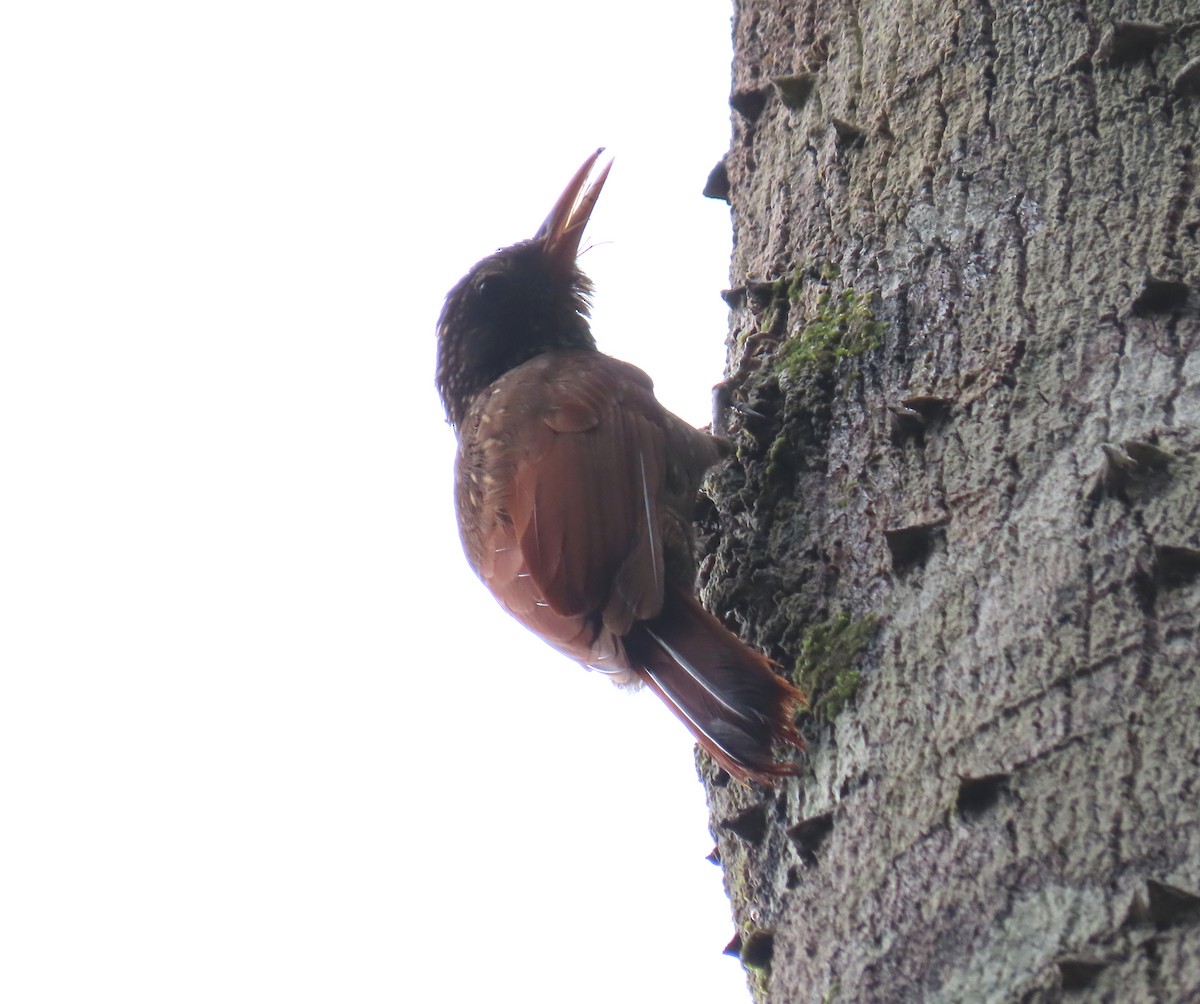 Пёстрый древолаз - ML648327903